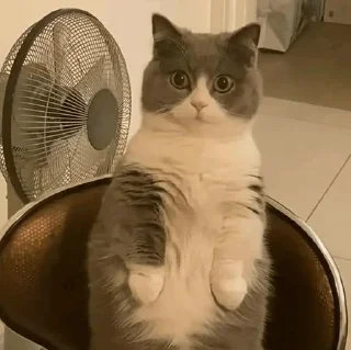 🐱