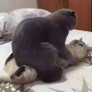 🐈