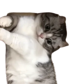 😺