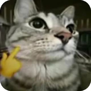 🐱