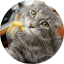 🐱