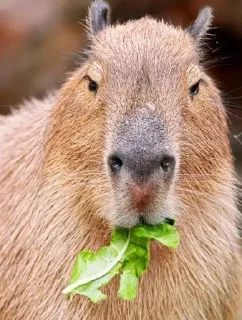 🐗