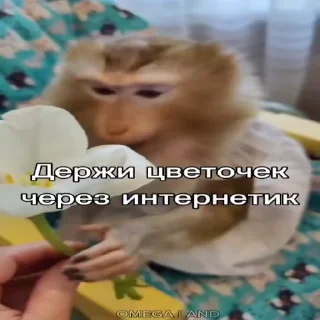 🐵