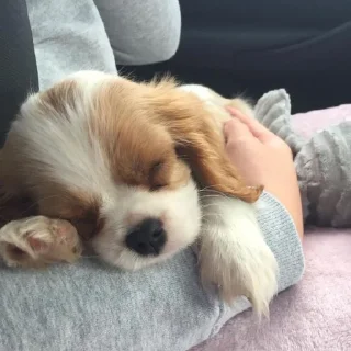 😴