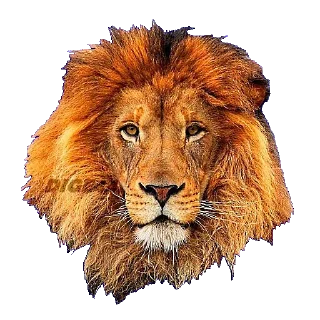 🦁