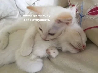 🐱