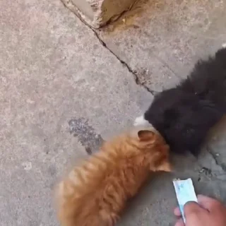🐈
