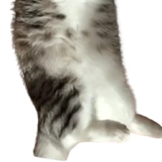 😺
