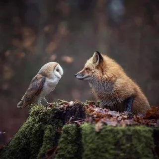 🦉