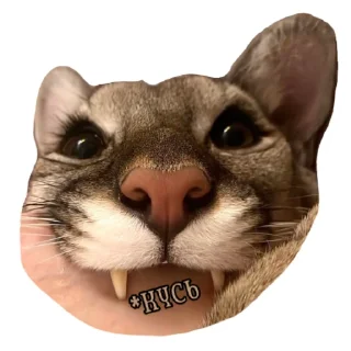 🐱