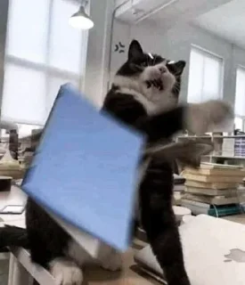 🐈‍⬛