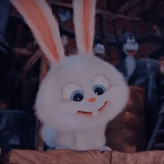 🐰
