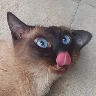 🤪