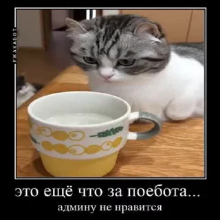 😾