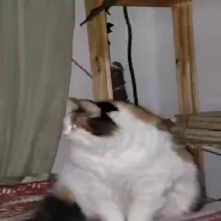 🐱
