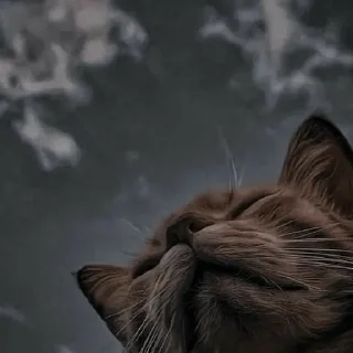 ✨