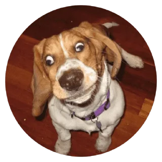 🐶