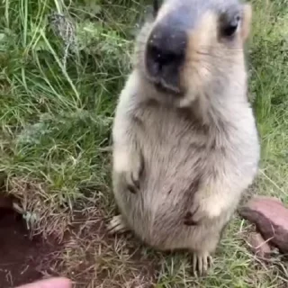 🦫