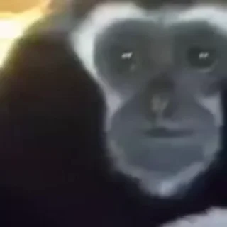 🤩