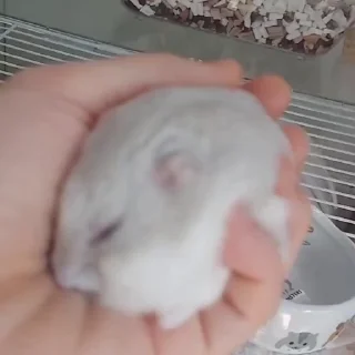 🐭