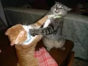 😾