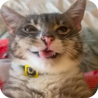 🐱