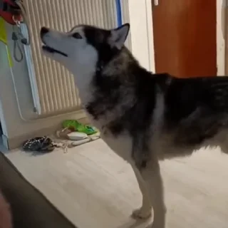🐩