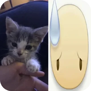 🐱