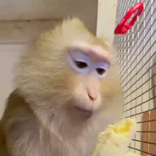 🌟