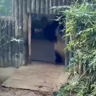 🐼