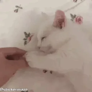 😴