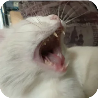 🐱