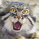 🙀