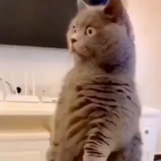 🐈
