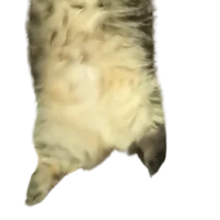 😺