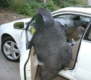 🚘