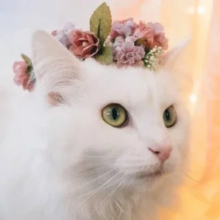 🐱