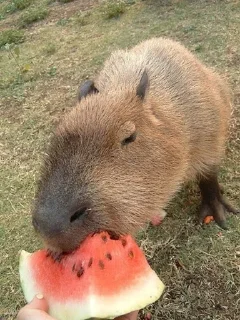 😋