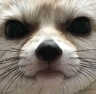 😡