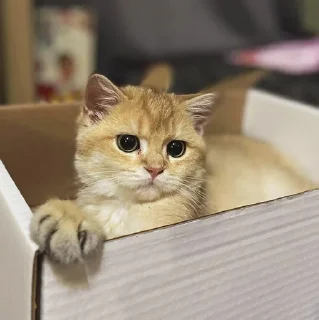 🐾