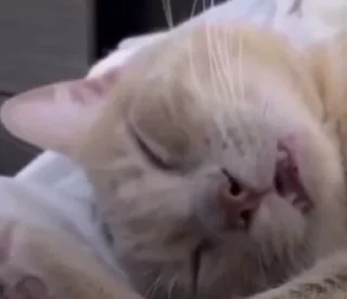 😴