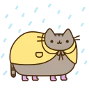 🐱