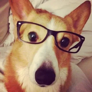 🐶
