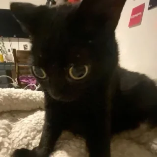 😺