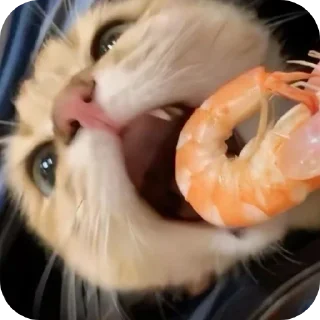 🐱