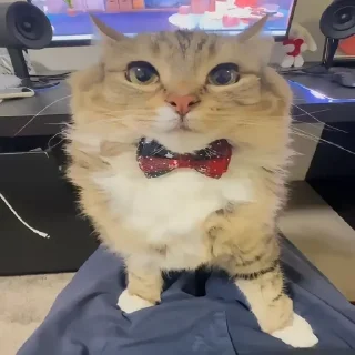 🌟