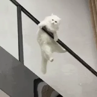 🐱