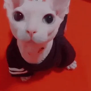 🥺