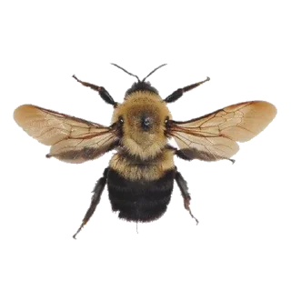 🐝