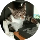 🐱